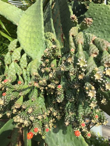 Road Kill Cactus Consolea Rubescens · Inaturalist