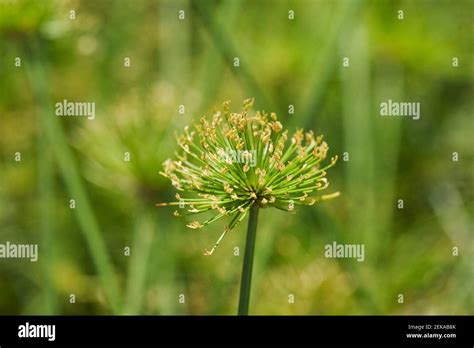 Close Up Of Cyperus Papyrus Flowers Stock Photo Alamy