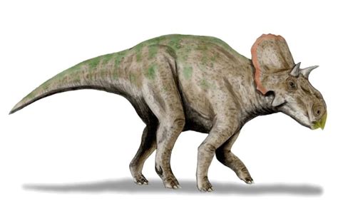 Avaceratops | Ava’s Horned Dinosaur of Ancient Montana