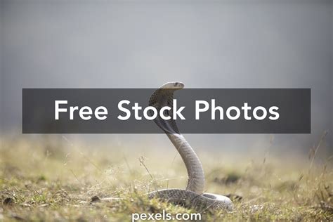 cobra snake attack      cobra snake attack