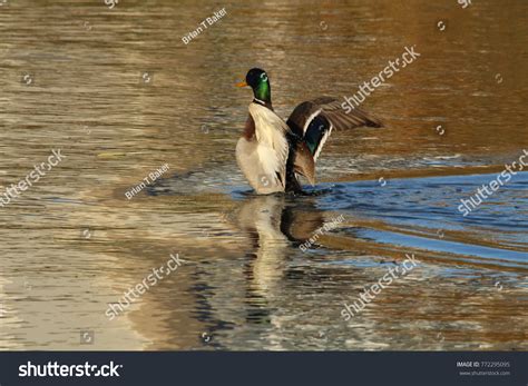 Mallard Duck Wingspan Landing Water Stock Photo 772295095 | Shutterstock