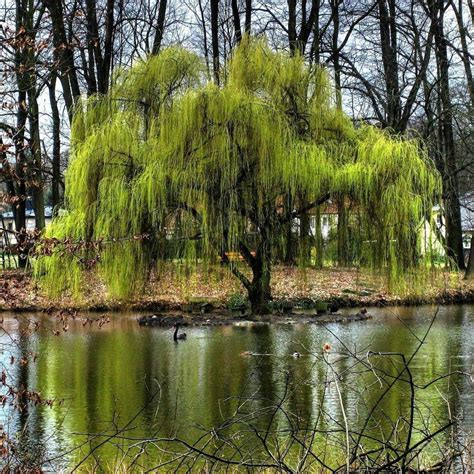 Ива плакучая водопад (41 фото) - фото - картинки и рисунки: скачать ...