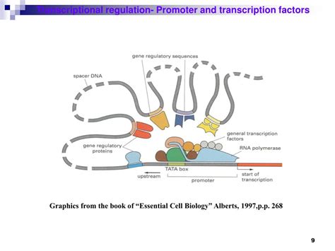 Ppt Transcriptional Regulation And Promoter Analysis Powerpoint