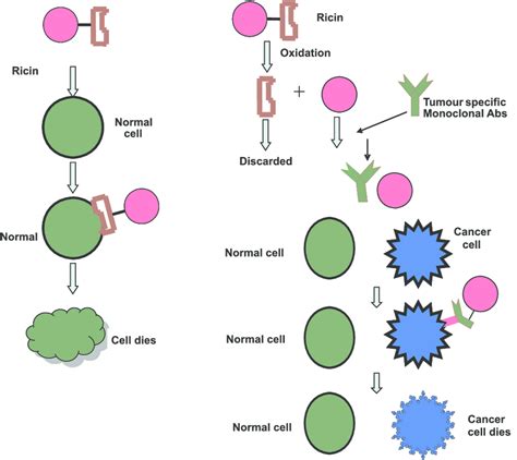 6 Ricin Mab Based Immunotoxin 1 Ricin 2 Oxidation 3 Discarded