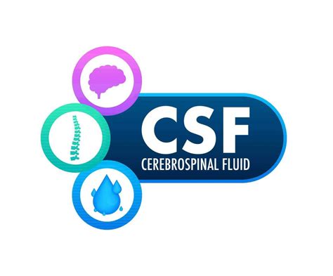 csf cerebrospinal fluid medical concept vector stock illustration