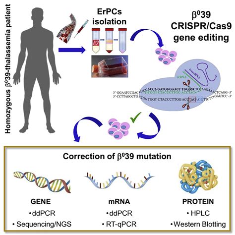 Efficient CRISPR-Cas9-based genome editing of β-globin gene on ...