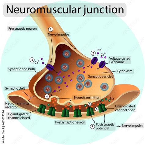 Synapse Neuromuscular Transition Transmission Of A Nerve Impulse