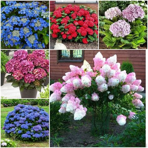 Аннабель! Питомник гортензий - РЦ маркет