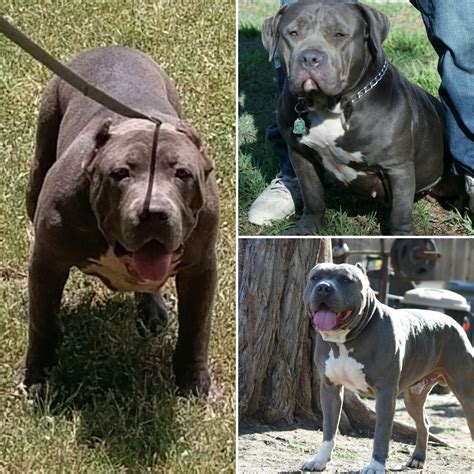 The American Pit Bull Terrier 10