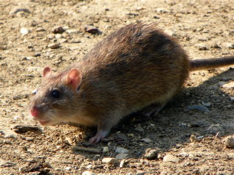 types  wild rodents pictures  identification