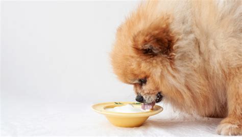 What to Give a Dog with Upset Stomach: 10 Remedies