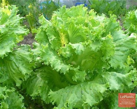 Салат 'Азарт' — описание сорта, характеристики | на LePlants.ru