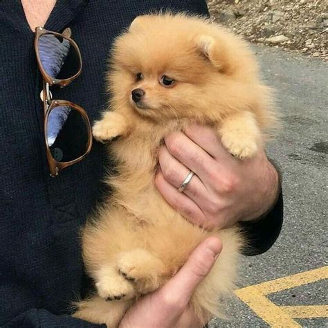 Pin By Kaylaaa G On Cute Animals In 2020 Cute Pomeranian Pomeranian