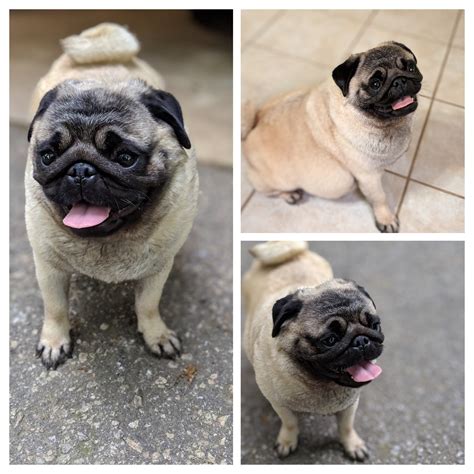 Our Dogs — Puglicious Cuddled Pugs