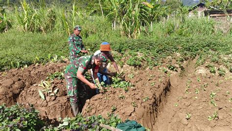 Peran Babinsa Koramil Obano Wujudkan Swasembada Pangan Nasional Yang