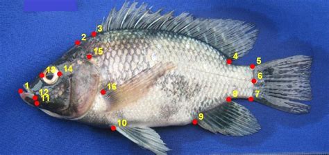 designated landmarks  oreochromis niloticus