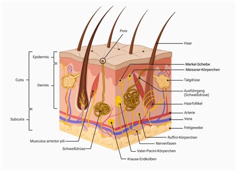 Cutis DocCheck Flexikon