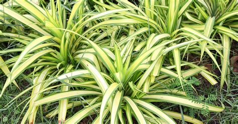 Chlorophytum | ASPCA