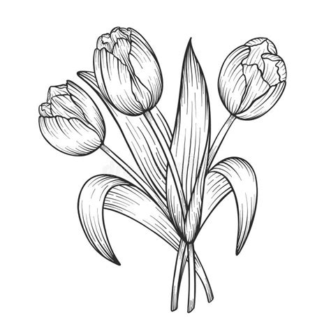 Ejemplo De La Flor Del Tulip N Dibujo Grabado L Nea Arte Ilustraci N