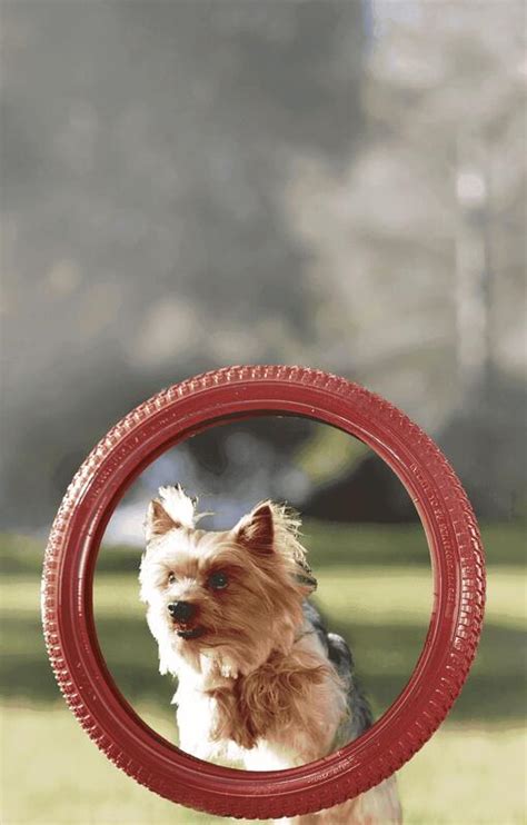 Purina ONE® для собак малих порід | Purina