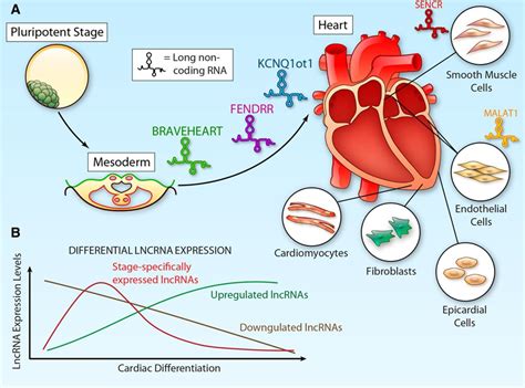 Lncing Epigenetic Control Of Transcription To Cardiovascular