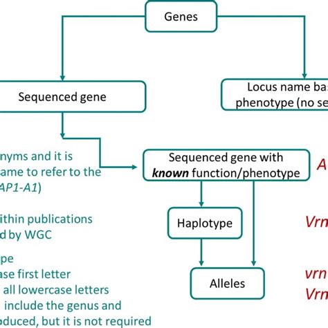 Example Of A Gene With Known Phenotype Vrn A And Later Cloned