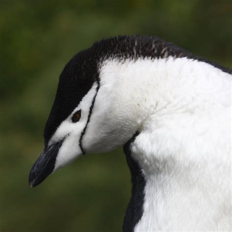 Chinstrap penguins — Australian Antarctic Program