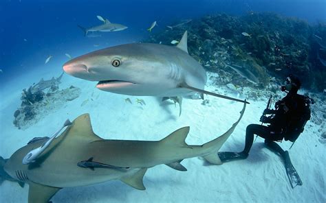 Shark Dive @ Dubai Aquarium