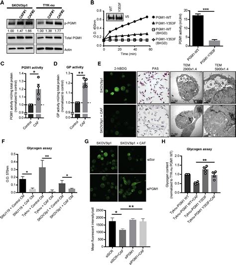 Fibroblasts Mobilize Tumor Cell Glycogen To Promote Proliferation And