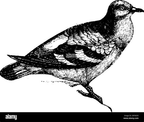 Pigeon Illustration Drawing Engraving Line Hi Res Stock Photography And