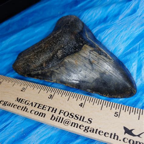 Giant High Quality Megalodon Shark Tooth · L1: 4.45 L2: 4.38 · MegaTeeth