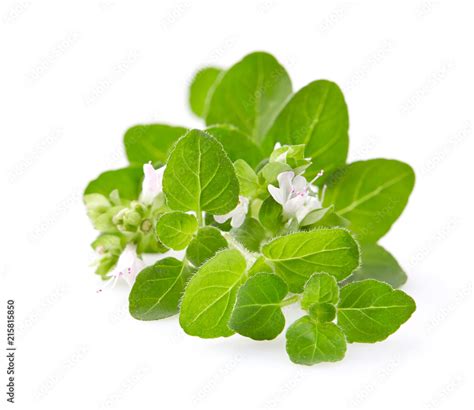 Oregano Flowers On White Background Stock Foto Adobe Stock