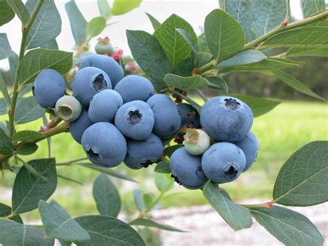 Vaccinium Bilberries Blueberries Blueberry Cranberries