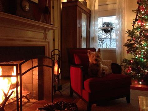 Westie Christmas Celebration