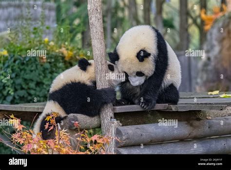 Giant Pandas Bear Pandas Two Babies Playing Together Outdoors Stock