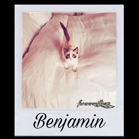 Taylor Swift Benjamin Button Polaroid | Taylor swift, Cute cat, Swift