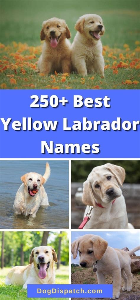 250+ Best Yellow Labrador Names (2022 Updated) - Dog Dispatch