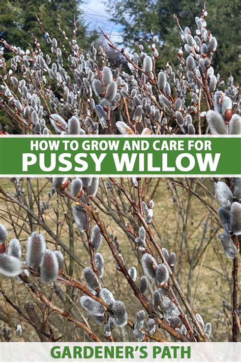 How To Grow And Care For Pussy Willow Gardeners Path