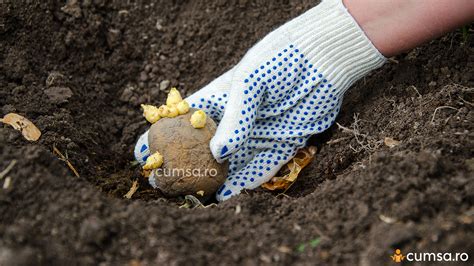 Plantare Cartofi Primavara Cum Sa Faci Asta Si In Ce Perioada Cumsa Ro