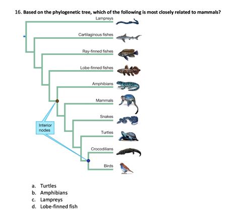 Solved Based On The Phylogenetic Tree Which Of The Following Is