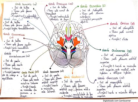 Nervos Cranianos E Suas Funções - Pares De Nervos Cranianos E Suas Funções - BRAINCP