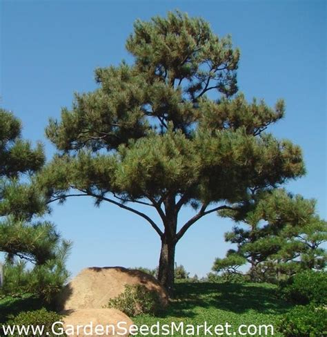 Японски черен бор, семена от черен бор - Pinus thunbergii – Garden ...