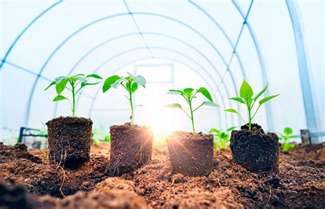How to Grow Green Peppers from Seeds – Sandia Seed Company