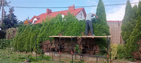 Koszenie Trawy Zaro Li Przycinanie Tui Ywop Ot W Drzewek Wycinka