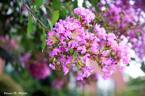 Floral Friday Foto Raspberry Crepe Myrtle The Day After