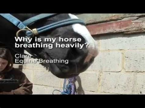 Equine Breathing - natural help for horses. Training and info videos