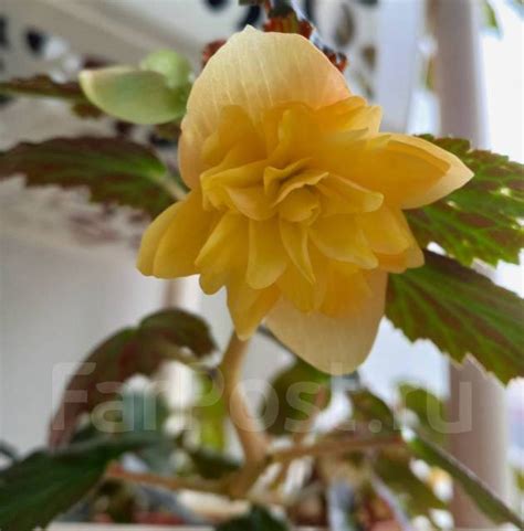 Бегония Belleconia Mango, укорененный черенок, в наличии. Цена: 200₽ во ...