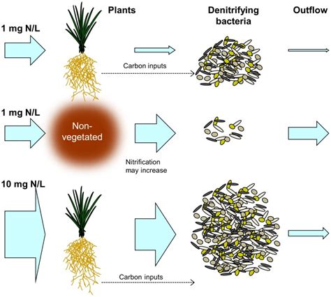 Removal by assimilation and denitrification at different nitrogen ...