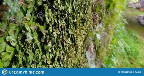 Muro Velho Que Foi Supercrescido Musgo Foto De Stock Imagem De