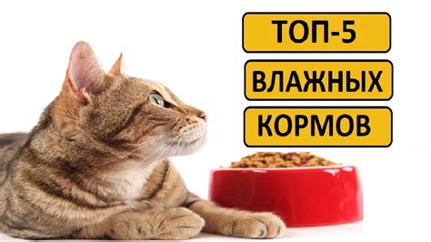 Лучшие влажные корма для кошек | Рейтинг топ 5 - YouTube